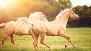 Сборник Самых Невероятно Красивых и Нежных Мелодий, до глубины Души! Красивая музыка Сергей Чекалин