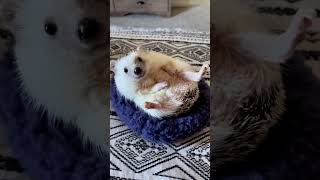 Hedgehog 🦔 648  #shorts #hedgehog #stickyHedgehog #cutehedgehogs #hedgehoglove screenshot 4