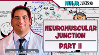 Musculoskeletal System | Neuromuscular Junction | Excitation Contraction Coupling: Part 2