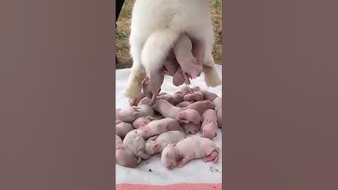 Cute rabbit baby😍😘🤩 #shorts #rabbit #shortsvideo #short
