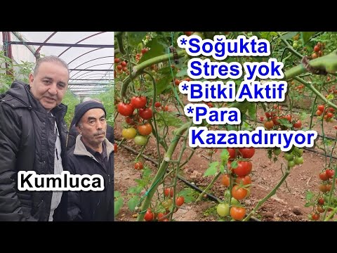 Sera Domatesinde Soğukta da Yüksek Verim için Gübreleme - Gerekli Gübreler