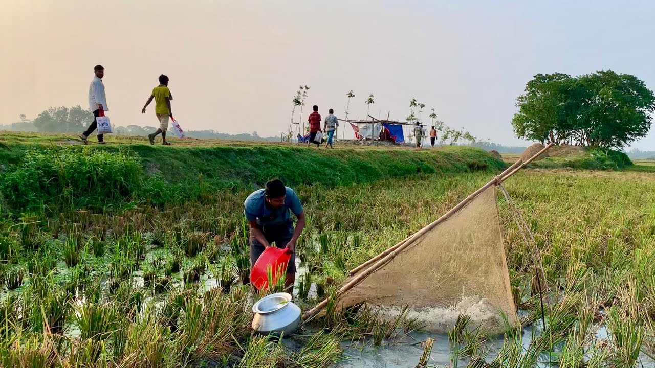 বৈশাখ মাসে ধান কাটার পরে খেতে জমা পানি সেচে ডিম ওয়ালা শিং কৈ টাকি পুটি ও অনেক দেশি মাছ ধরলাম। fish .