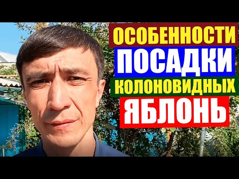 Video: Алма бактарын качан отургузуу керек? Аларды жазында же күзүндө отургузуу жакшыбы? Москва районунда конуу убактысы жана Урал үчүн шарттар. Башка аймактарга качан отургузуу керек?