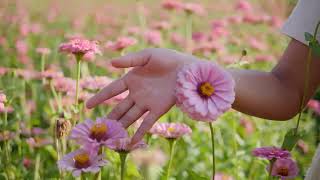 ROYALTY FREE - Pink Flowers 4K
