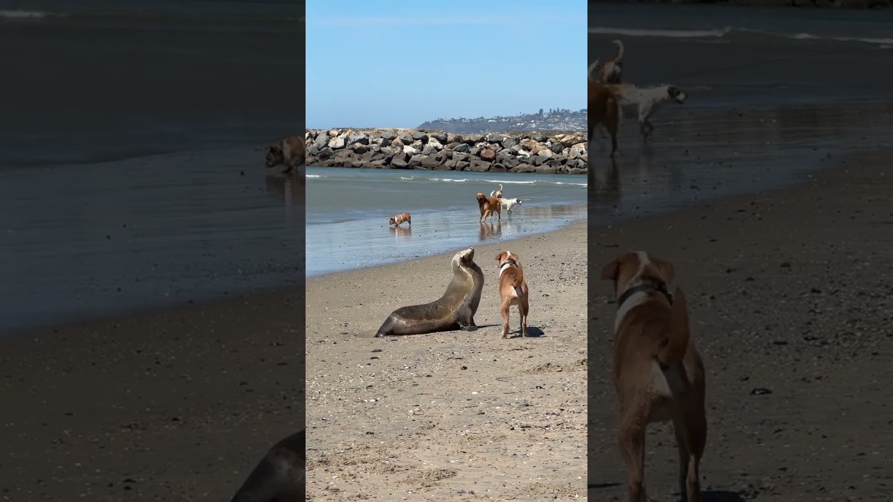 Sea Lion Interacts With Curious Dog at Dog Beach - 1646510