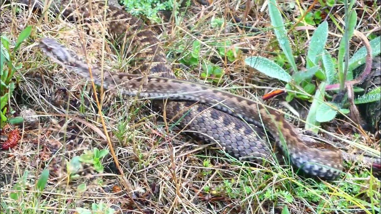 zmije obecná (Vipera berus) vretenica European adder