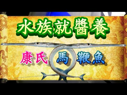 【水族就醬養】阿坤因緣際會得到不好養活的馬鞭魚，這次無論說什麼也要好好地處理，招募成為長期員工，跟小花枝當室友