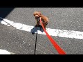 散歩道が病院だと分かった瞬間テンションが100→0になる犬（狂犬病予防接種）【トイプードルのコロン】