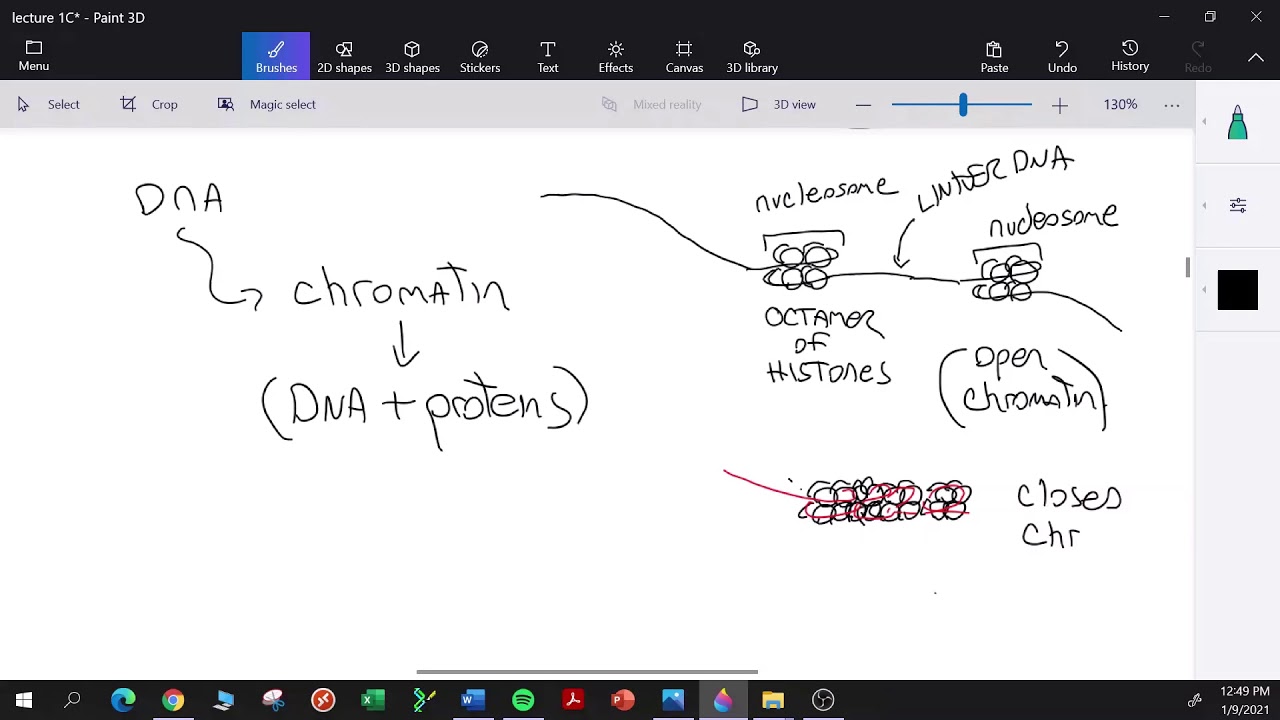 Genetics: L1-D, Chromatin and chromosome structure (Recommend 1.5 x speed)