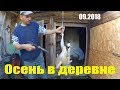 Осень в деревне  // Жизнь хозяйства