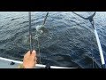 ЩУКА на 3,2 кг делает "Свечу". A big pike jumps out of the water