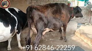 Cross Breed cow for sale 👌👌👌📲 62846-22259# Balwinder Singh dariy farming # Kotkapura