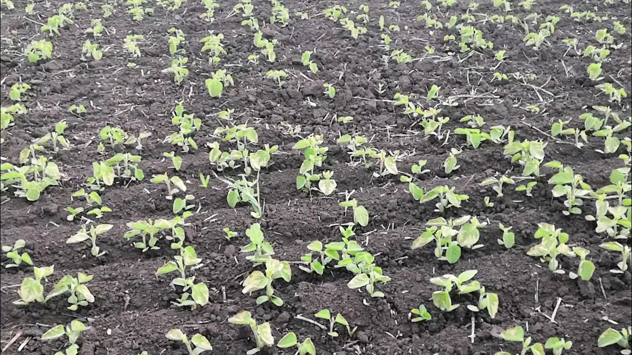 Соя 2019. Гербицидная обработка сои. сорт сои аляска. хайкоут супер соя. гербицидная обработка фото.