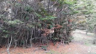 Bosque - otoño - calle O'Higgins - Puerto Williams - Isla Navarino - Magallanes - Chile, abril 2021