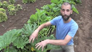 Dark Star Zucchini Seed Crop