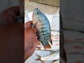 👉Fastest Talapiya catch ever 🚀‼️✅#facts #shark #fishing #fish #science #new#shorts #trendingshorts