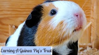 How to Make Your Guinea Pigs Trust You