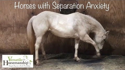 Horses with Separation Anxiety & How I Fix It // Versatile Horsemanship