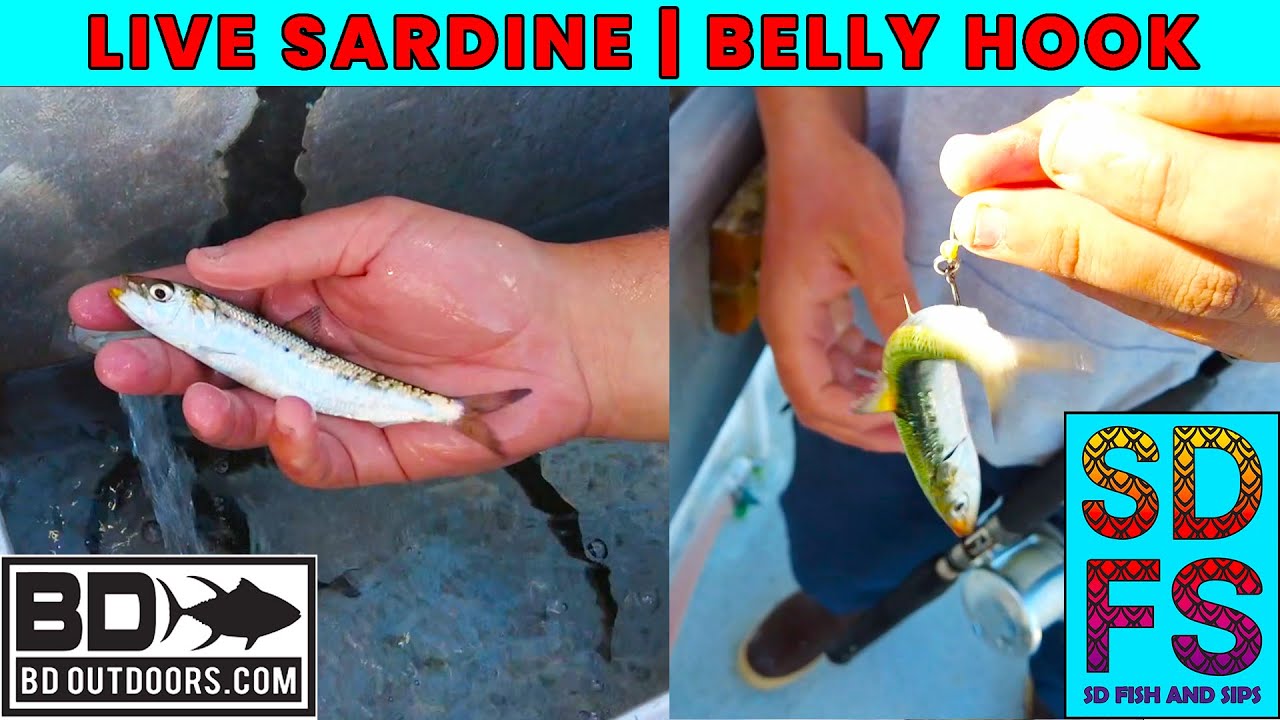 Sardine Belly Hook, How to Live Bait Fishing Southern California Fish