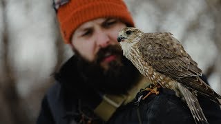 Merlin Falconry Hunting Starlings