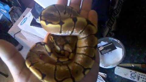 Spider ball python unboxing