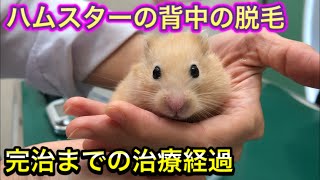 治療を待っている間のハムスターの様子が可愛すぎました ハムスターの脱毛 Youtube
