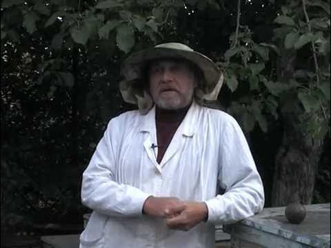 Пчелиный подмор. Настойка и мазь, как приготовить и использовать ...