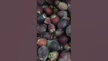 Trái sim rừng gợi nhớ tuổi thơ!  #shorts