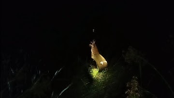 Câu cá rô đồng, cá thác lác trê vàng: lâu rồi mới chiến đêm, dính toàn trê vàng ngon sướng tay luôn.