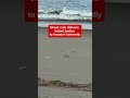 Ghost crab delivers instant justice to invasive lanternfly