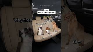 CAT MEMES 😹 POV: Family Vacation Be Like: #catmemes #fyp #relatable