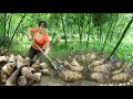 Harvesting underground bamboo shoot goes to market sell animals care  phng free bushcraft