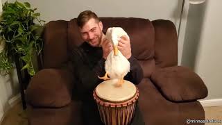 Ievan Polkka - Duck Drummer