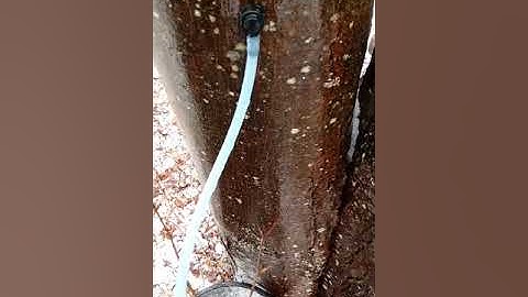 Tapping maple trees (pt. 2)