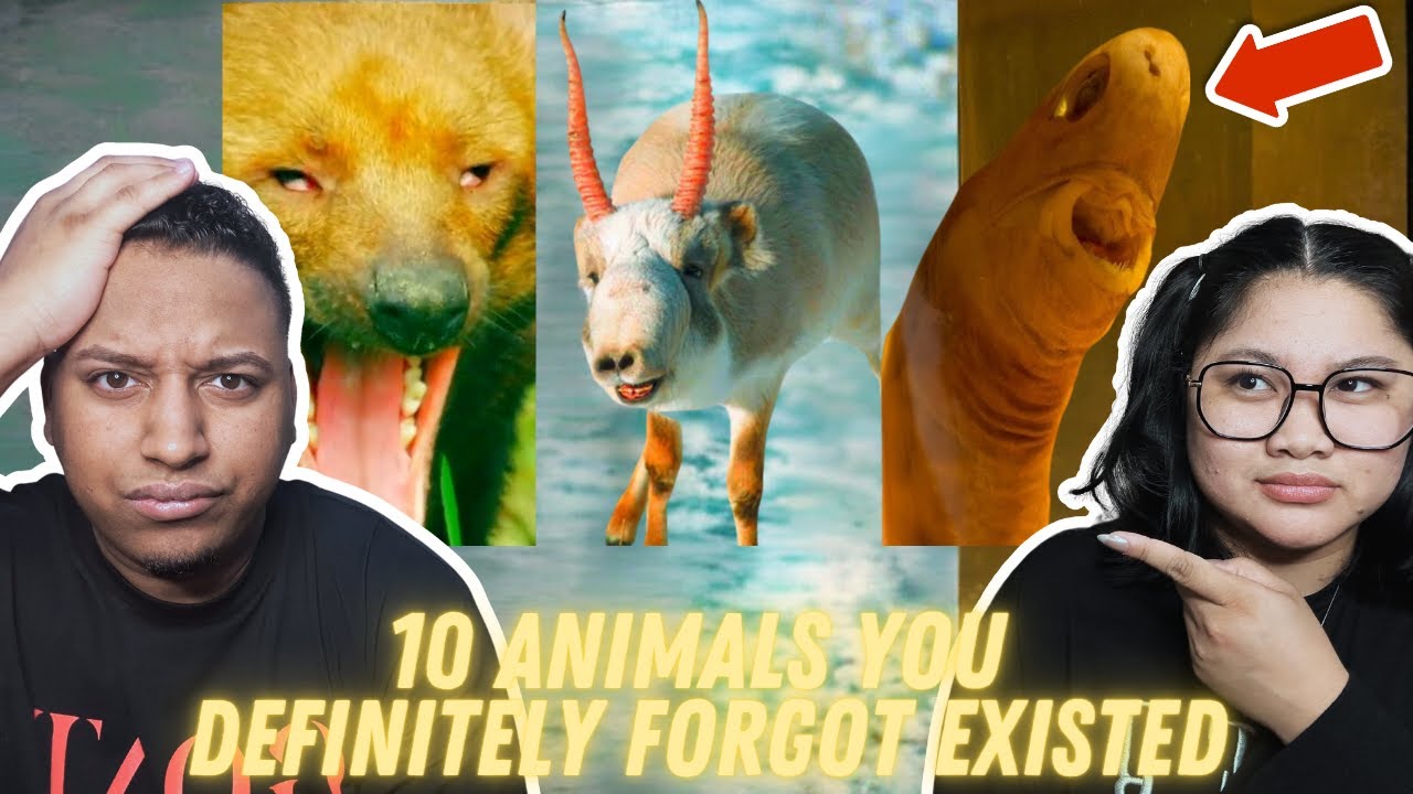10 Animals You Definitely Forgot Existed | Couple Reacts