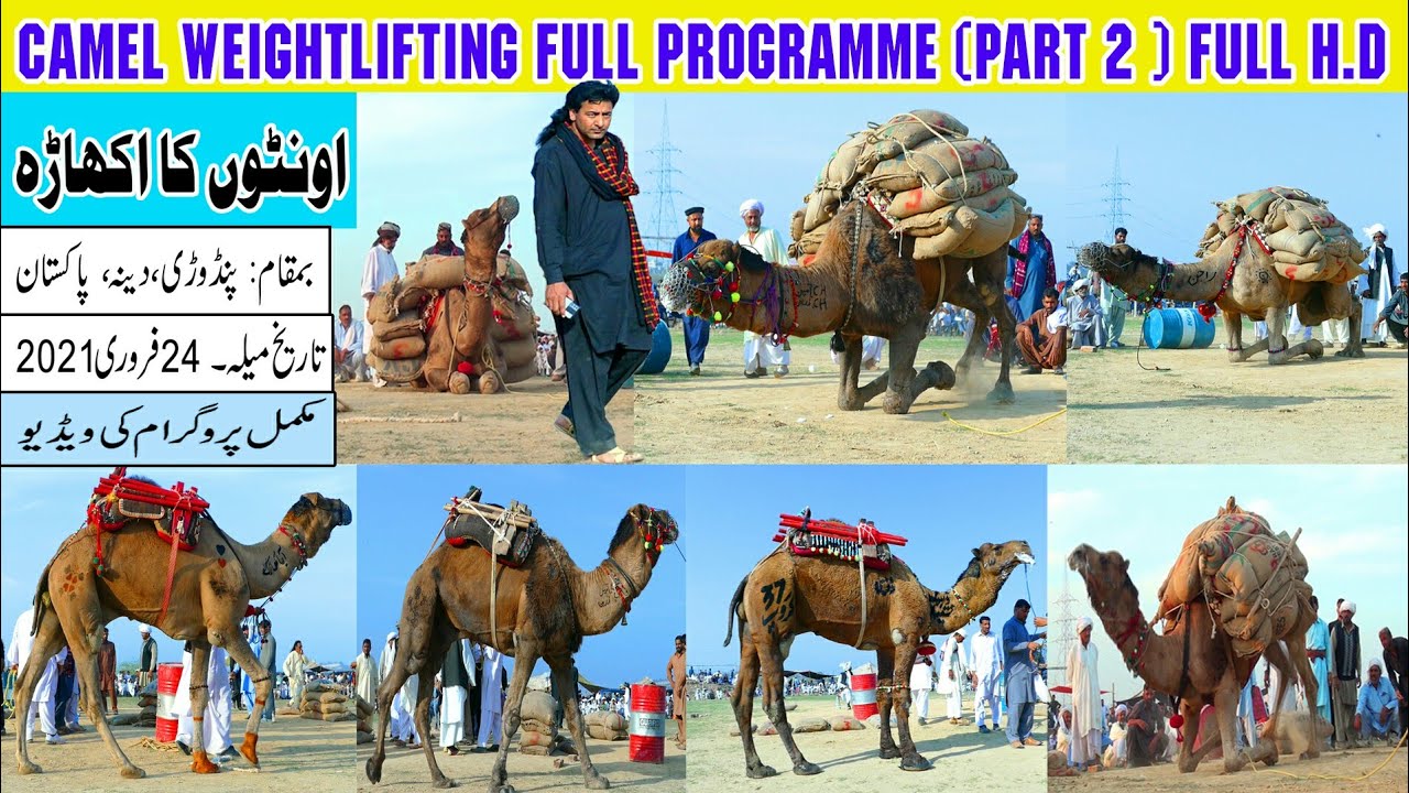 Camel Weightlifting 2021 in Pandori Dina Pakistan | Part 2 Date: 24 February 2021