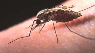 How to Avoid Malaria This Monsoon