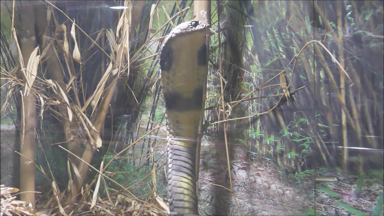 camera iphone 8 plus apk Rayappa Kasi = King Cobra and its Nest, Guindy Snake Park, Chennai