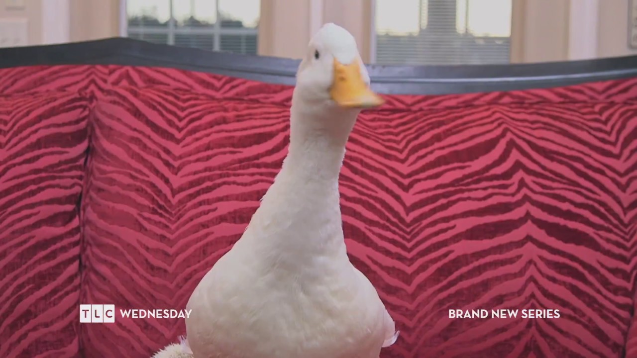 BRAND NEW series, Our Wild Life on TLC DStv YouTube