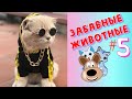 Я РЖАЛ ЦЕЛЫЙ ЧАС / СМЕШНЫЕ ЖИВОТНЫЕ / ТЕСТ НА ПСИХИКУ/ ПОПРОБУЙ НЕ ЗАСМЕЯТЬСЯ / ЛУЧШИЕ ПРИКОЛЫ #5