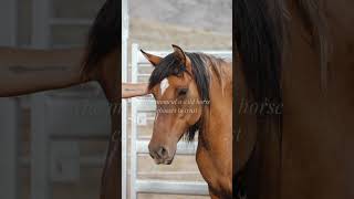 Watch This Wild Mare Choose To Trust ❤️
