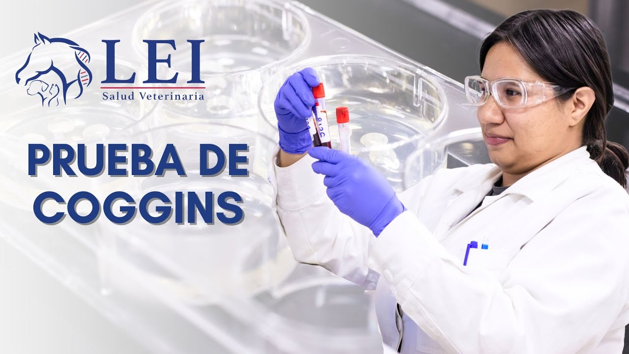 LEI Salud Veterinaria | Prueba de Coggins - YouTube