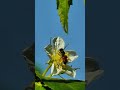 Bee and Flowers #nature