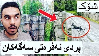 شۆک پردی ئۆڤەرتن نەفرەتی بۆ سەگەکان 