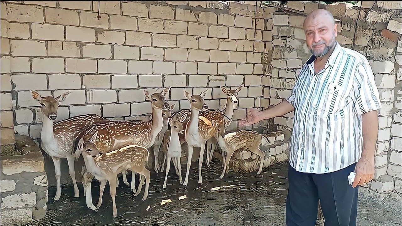 مزرعة أ / ناصر حسن للغزلان والطاووس والنعام بالأسعااار وارقام التليفون