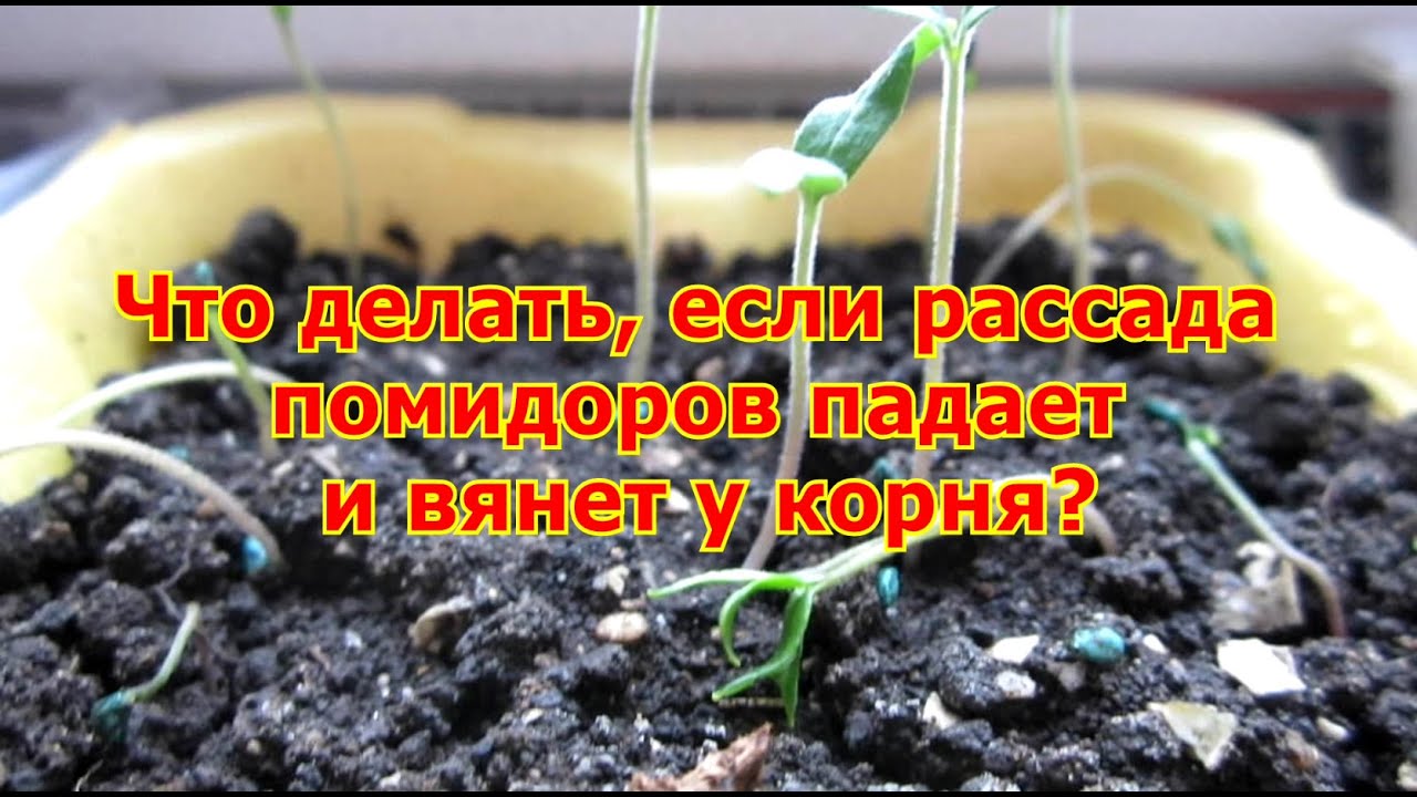 Рассада помидор падает и вянет. Рассада помидор упала. Рассада помидор вянет и падает что делать. Рассада упала и завяла.