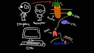 Ethylene Transduction Pathway