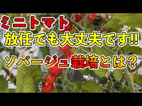 【収量爆増！！？】ミニトマトのソバージュ栽培により収量が上がる！？枝・脇芽，手入れをしない方が良い！！？