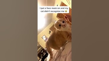 Cat Scared on Seeing Owner with Face mask🤣|467|#shorts