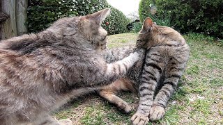 じゃれ合う子猫が可愛過ぎる